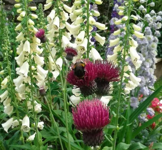 Alojamento de Acomodação e Pequeno-almoço Beech House