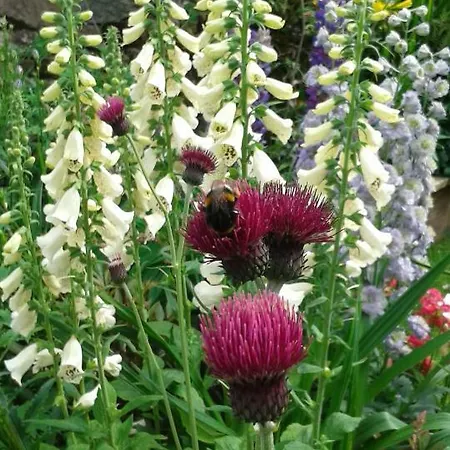 ベッド・アンド・ブレックファスト Beech House